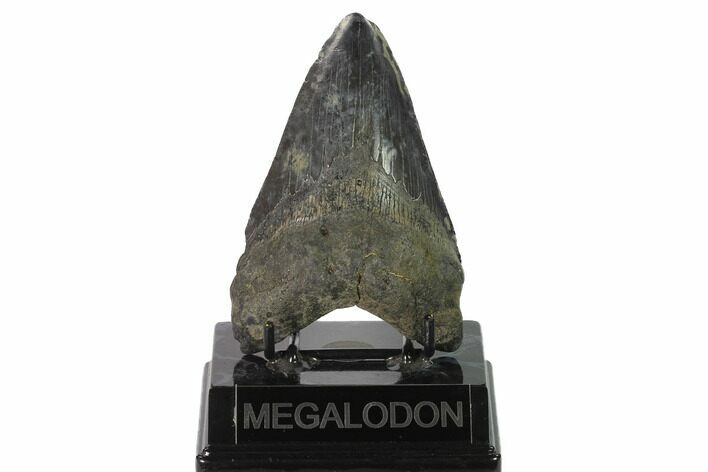 Fossil Megalodon Tooth - Georgia #144343
